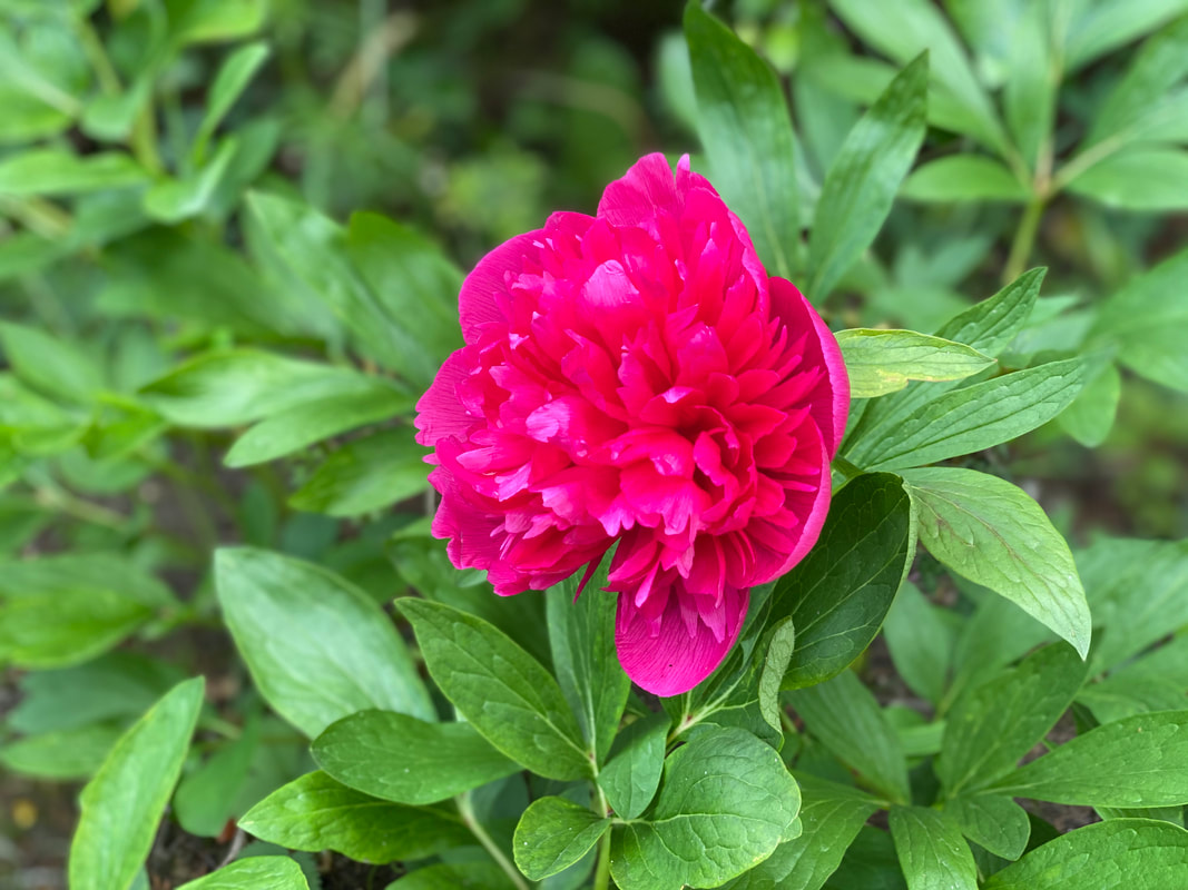 beautiful pink flower in Horsham